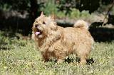 NORWICH TERRIER 045